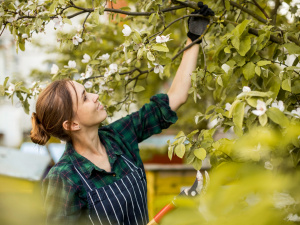 Обрізка дерев весною - фото з відкритих джерел