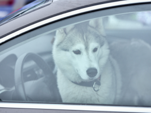 фото з відкритих джерел