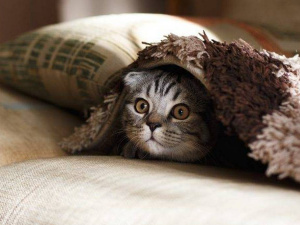 Фото з відкритих джерел