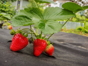 Як захистити грядки полуниці від слимаків без хімії - фото з відкритих джерел