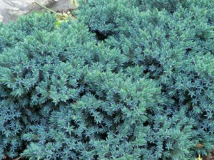 Фото із мережі Інтернет