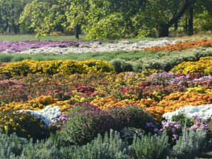 Криворіжців запрошують на Бал хризантем у ботанічному саду