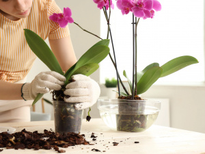 Зимовий полив орхідей та догляд за корінням - фото з відкритих джерел