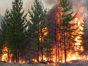 Фото з відкритих джерел 