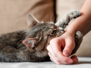 Фото з відкритих джерел