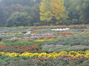 Фото редакції krivbass.city