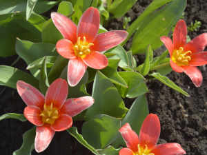 Весняний настрій у Кривому Розі: мешканців запрошують відвідати ботанічний сад