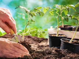 Вирощування розсади - фото з відкритих джерел