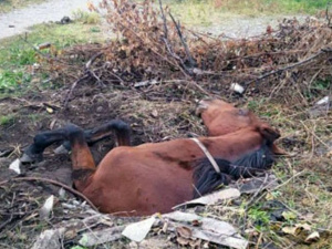 Фото ДСНС Дніпропетровської області