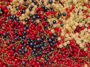 Посадка смородини: секрети гарного врожаю - фото з відкритих джерел