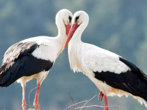 Лелеки, фото з відкритих джерел 