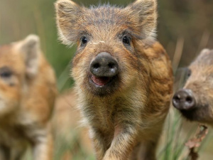 Фото пресс-службы ДнепрОГА