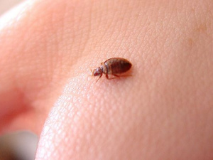 Як позбутися клопів у будинку - дієві поради