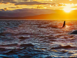 Фото із мережі Інтернет