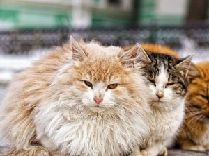 Фото із мережі Інтернет