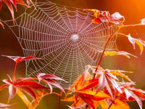 Бабине літо: міфи, традиції та теплі дні жовтня 2025 - фото з відкритих джерел