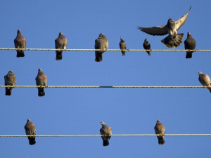 Секрет виживання птахів на електропроводах - фото з відкритих джерел