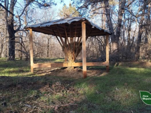 Фото Ліси України