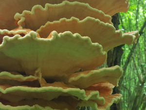 Гриб на смак як курка: секрети трутовика сірчано-жовтого - фото з відкритих джерел