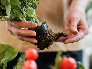 Зображення від Freepik