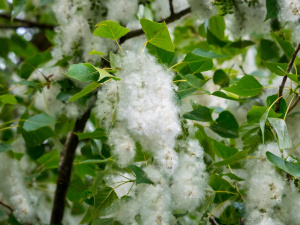 Тополиний пух і алергія - фото з відкритих джерел