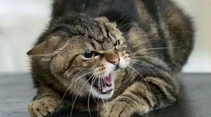 Сказ на Дніпропетровщині, фото з відкритих джерел 