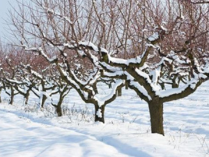 Як уберегти дерева від зневоднення взимку - фото з відкритих джерел