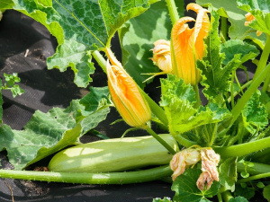 Фото з відкритих джерел   