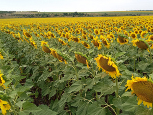Фото Сергія Гринька