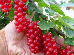 Чим корисна порічка та хто має обережно її вживати - фото з відкритих джерел