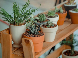 Рослини та доля: чому предки боялися дарувати вазони - фото з відкритих джерел