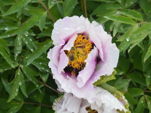 Фото із офіційної сторінки Криворізького ботанічного саду у соціальній мережі Facebook