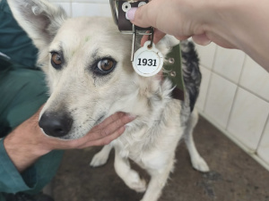 фото Центру поводження з тваринами