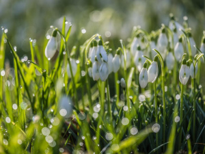 Весна набирає силу: в Україні встановиться суха та тепла погода - фото з відкритих джерел