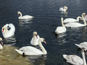 Криворізький вікенд: афіша подій 14 та 15 березня на будь-який смак