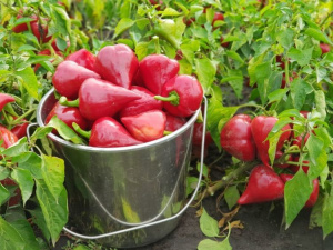 Чим підживити перці для гарного врожаю: поради досвідчених городників