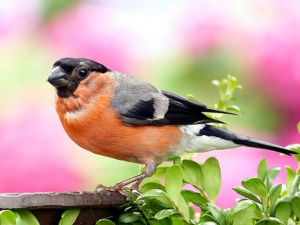 Снігурі поруч з нами: правда про «зимових гостей» - фото з відкритих джерел