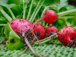 Редиска на підвіконні: секрети швидкого врожаю - фото з відкритих джерел