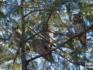 Вухаті сови на Криворіжжі: у селі Красівське розпочинається сезон гніздування - фотофакт