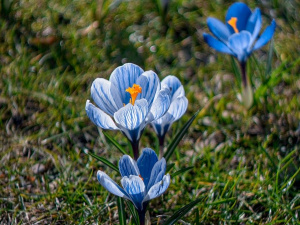 Весна з характером: прогноз погоди в Україні на найближчий тиждень - фото з відкритих джерел