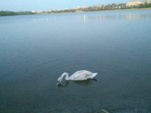 Фото читачки krivbass.city