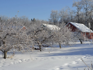 Сад та город у лютому - фото з відкритих джерел