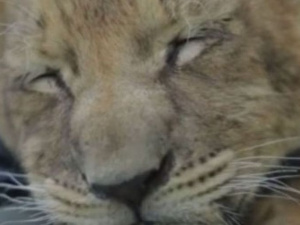 Жорстоке поводження з левицею Еліною: розпочалося досудове розслідування