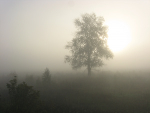 Туман навесні - фото ілюстративне з відкритих джерел