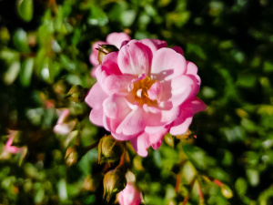 Не можна відмовляти у допомозі та прати речі 20 липня: прикмети та традиції цього дня