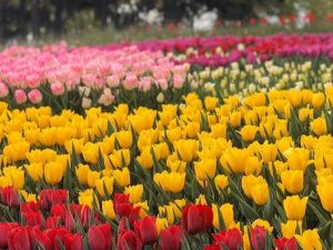 Фото із офіційної сторінки Нового Співочого поля у соціальній мережі Facebook