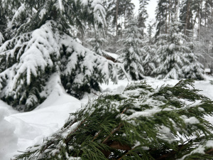 Чи багато буде снігу: прогноз погоди на вихідні 16-17 грудня