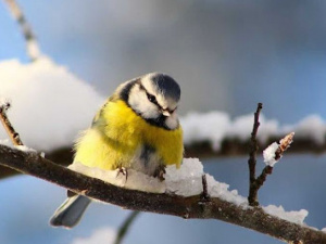 Фото із мережі Інтернет