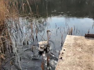 Фото krivbass.city