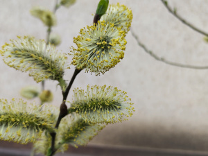 Фото редакції krivbass.city